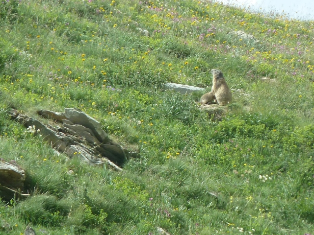  a Marmotte 